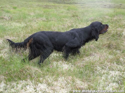 Erinvale Irish and Ensay Gordon Setters