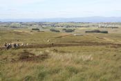 ISA Breed Stake