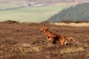 ISA and S&P - Puppy Stake Competitor