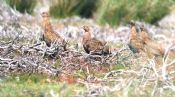 Covey of Red Grouse