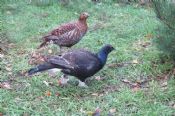 Black Grouse