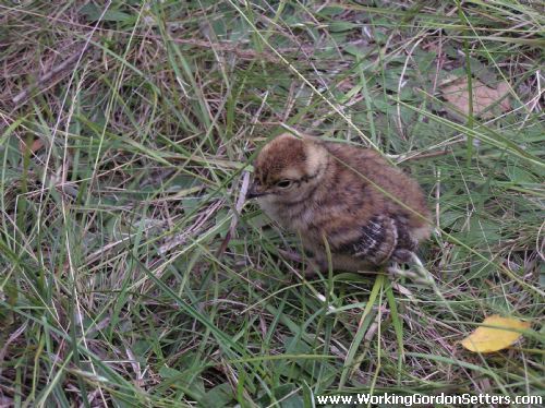 Black Grouse Chick